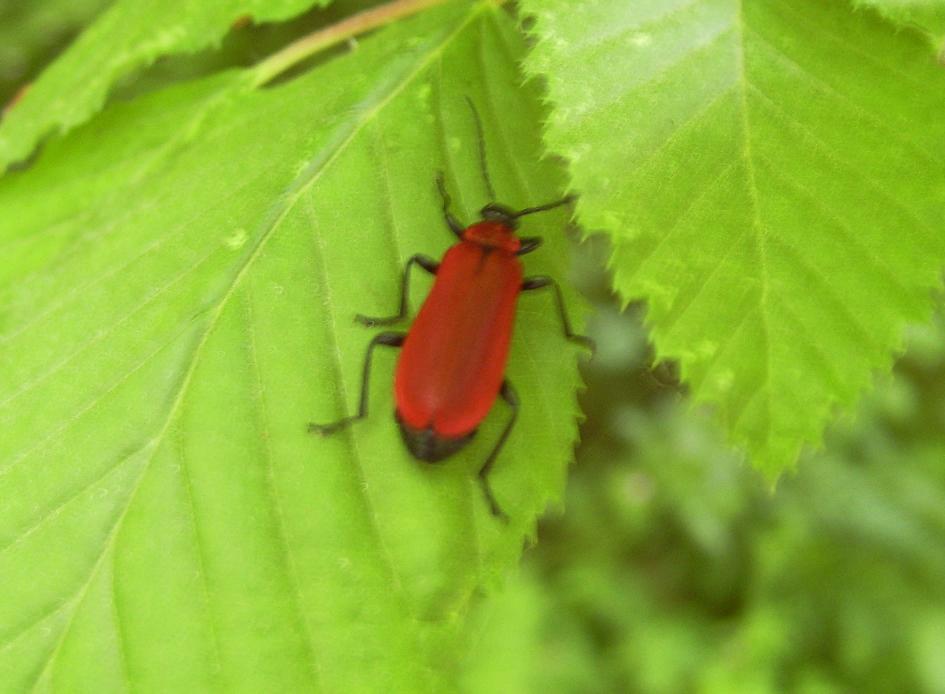 Pyrochroa coccinea (Pyrochroidae)